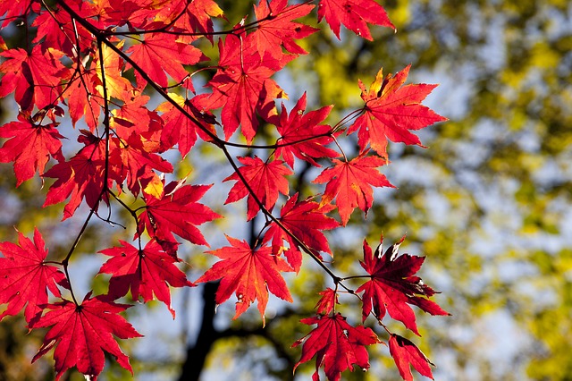podzimní listí.jpg