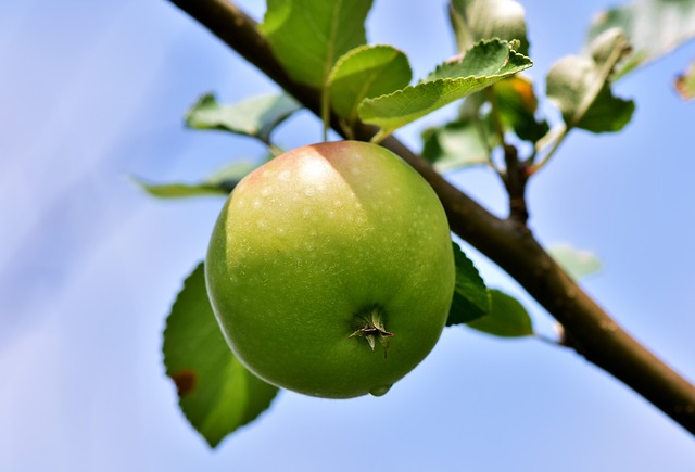 jablko na stromě.jpg