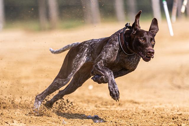 psí sporty mohou být dobrou zábavou pro oba
